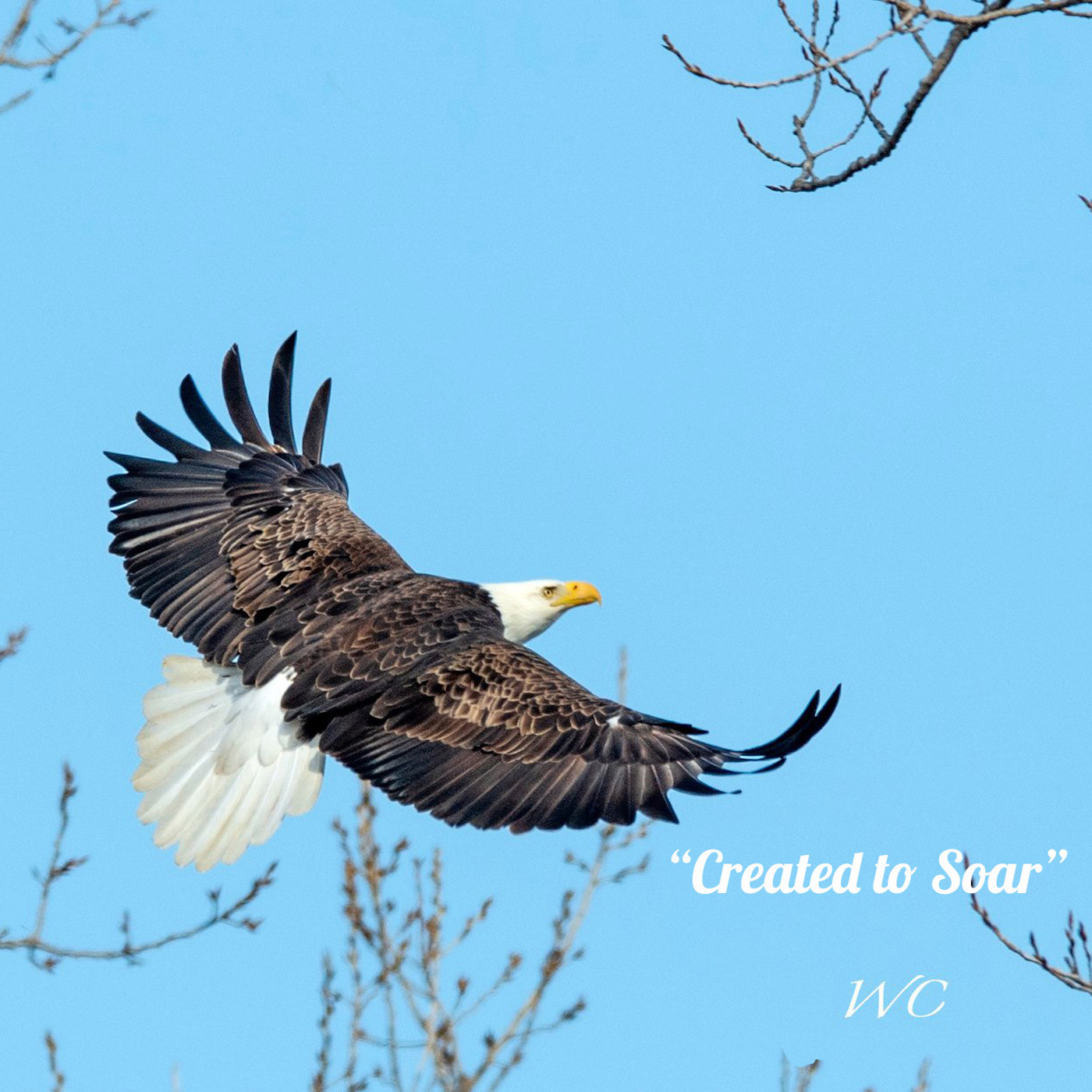 Created to Soar Podcast